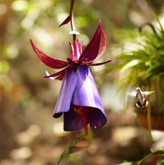 Sensation Pink Coneflower Bird Feeder - Zambeel
